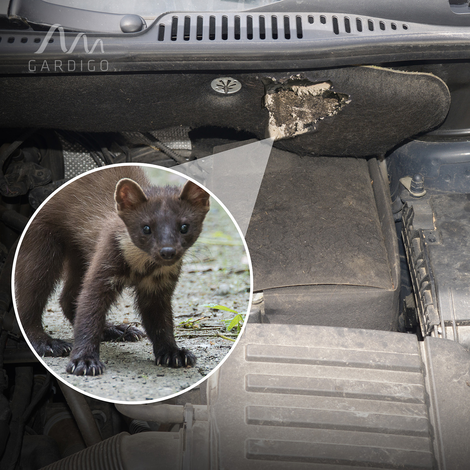 GARDIGO Marder-Frei Auto Ultra 78490