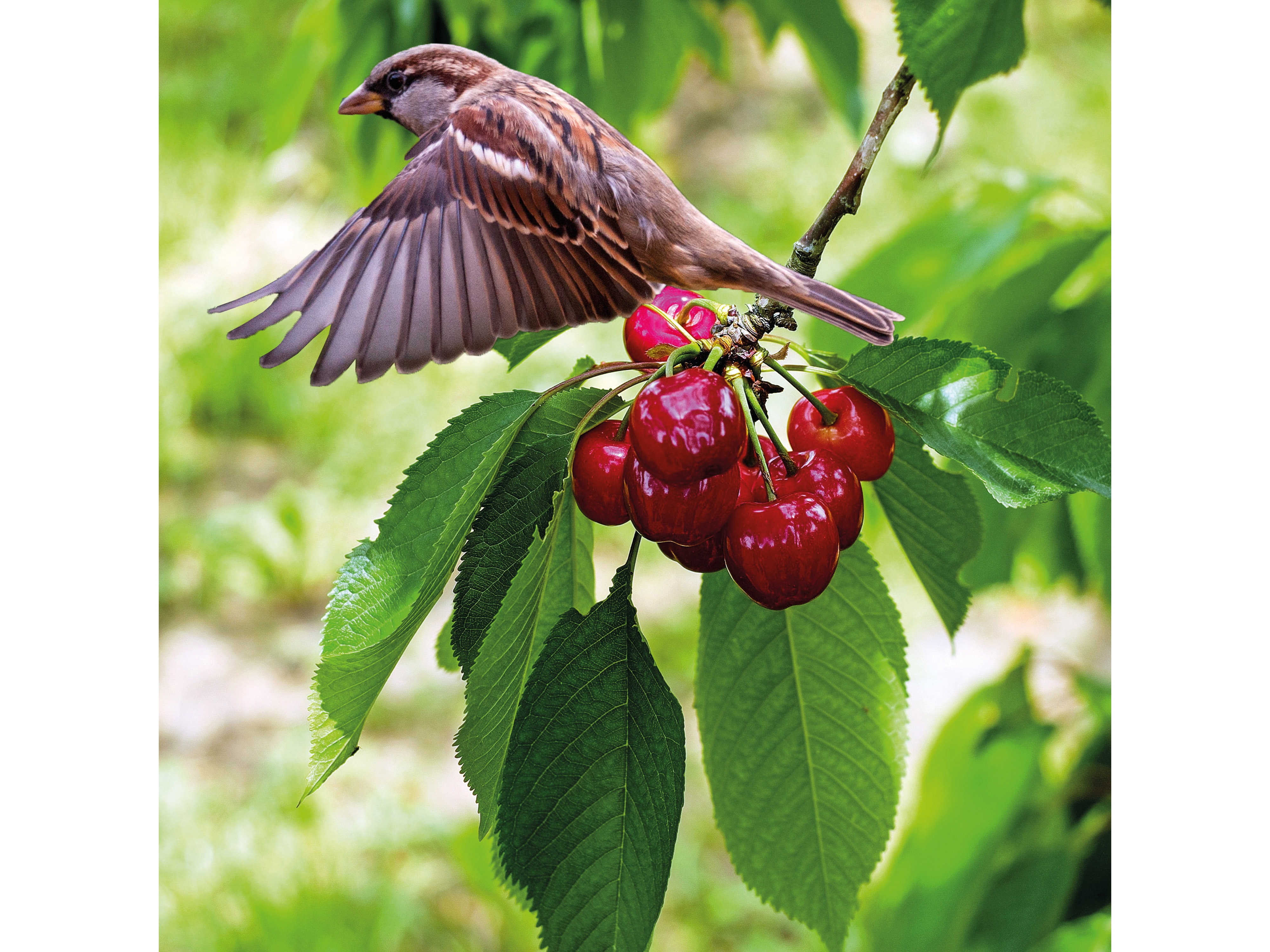 GARDIGO Solar Vogelscheuche 60091