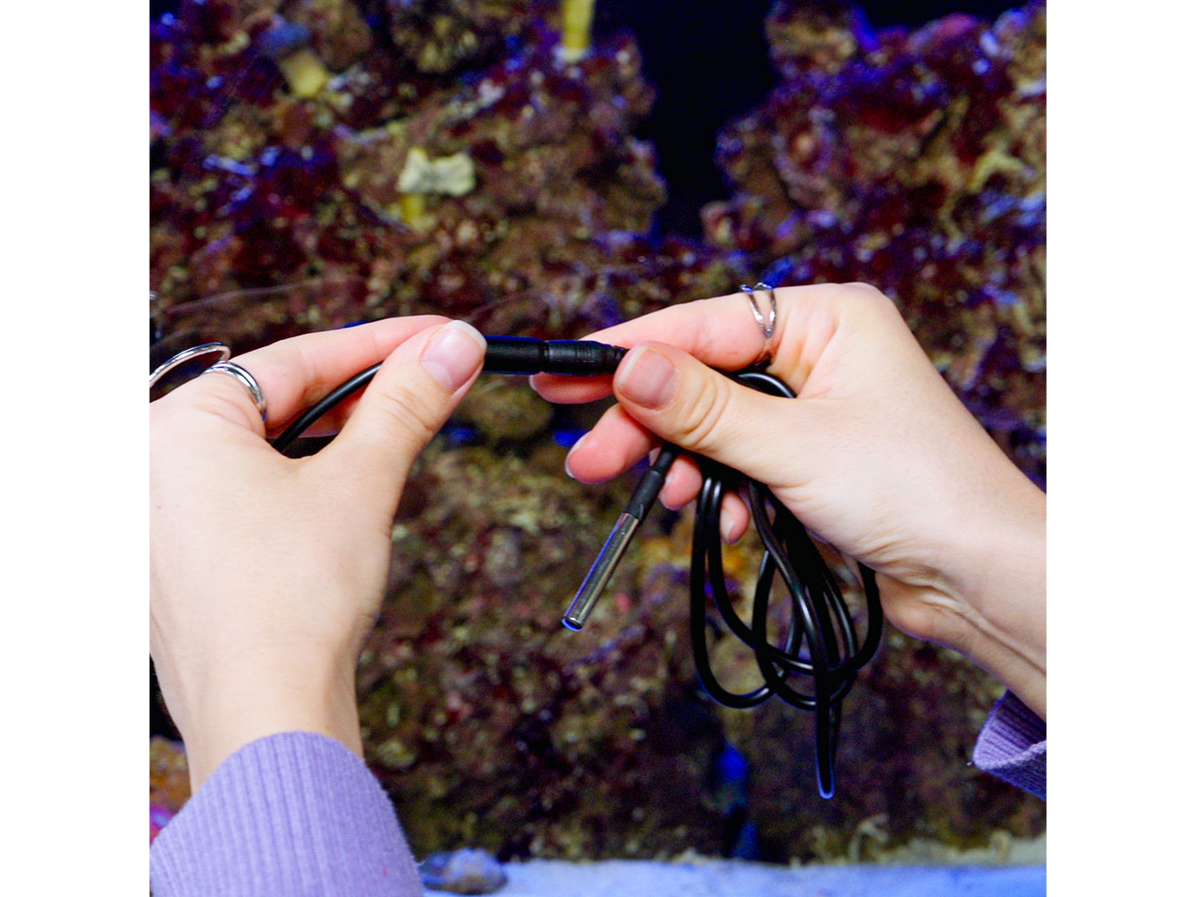 SHELLY Temperatursensor The Pill DS18B20