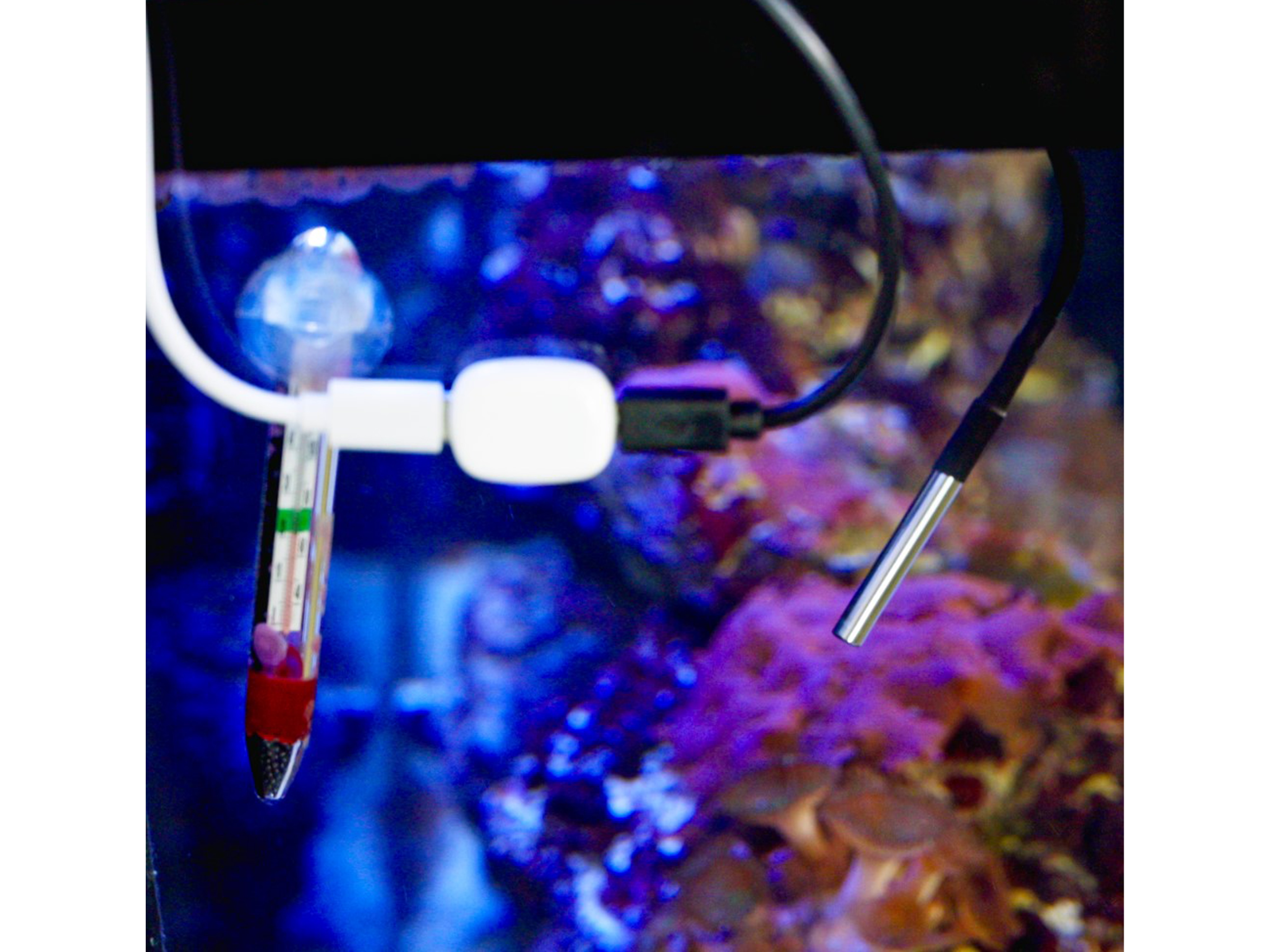 SHELLY Temperatursensor The Pill DS18B20