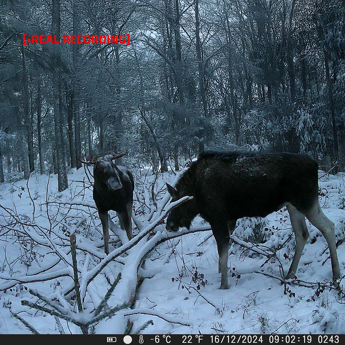 NEDIS Wildkamera WCAM180GN, 4K@10fps, 50 MP, No-Glow IR, IP65, 2,4" LCD